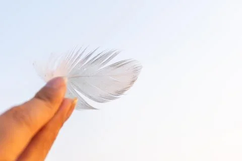 White Feather Held At Sunset Stock Photos