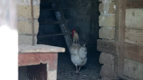 White feather hen with beautiful red comb clucking in dirty rustic barn near the Stock Footage 313065175