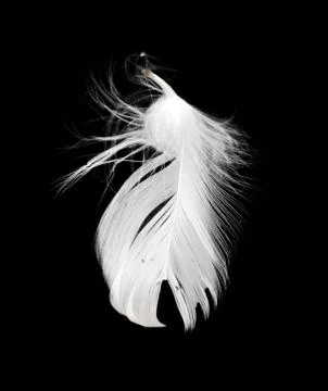 White feather isolated on white background Stock Photos