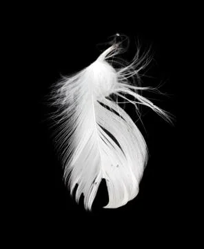 White feather isolated on white background Stock Photos