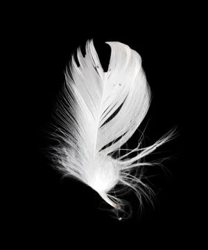 White feather isolated on white background Stock Photos