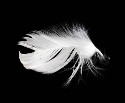 White feather isolated on white background Stock Photos