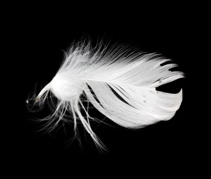 White feather isolated on white background Stock Photos