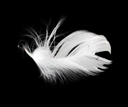 White feather isolated on white background Stock Photos