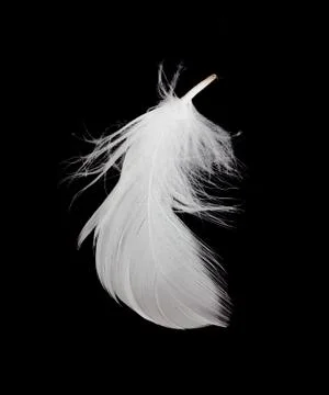 White feather isolated on white background Stock Photos
