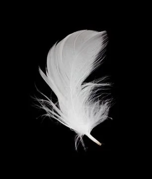 White feather isolated on white background Foto stock