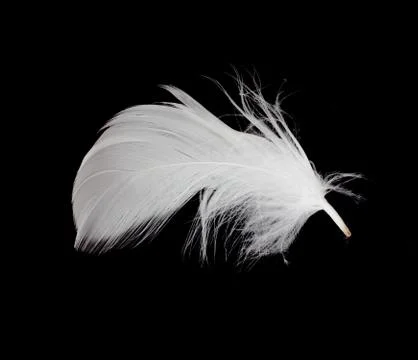 White feather isolated on white background Stock Photos