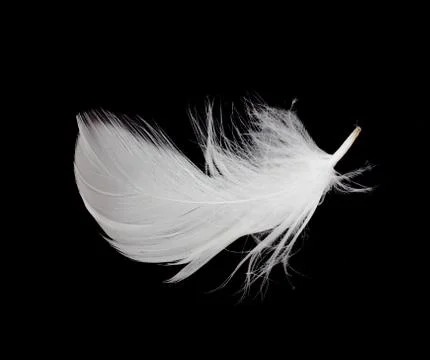 White feather isolated on white background Stock Photos
