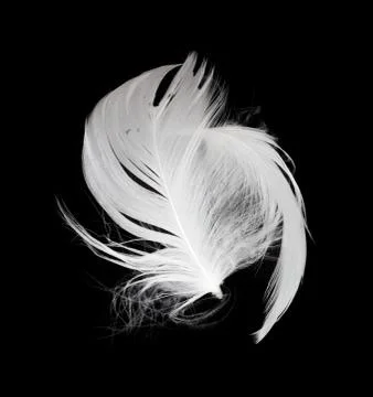 White feather isolated on white background Stock Photos