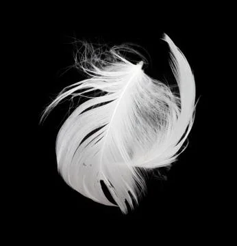 White feather isolated on white background Stock Photos