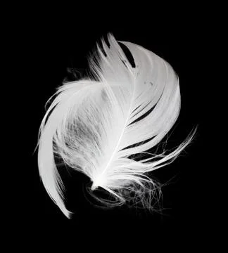 White feather isolated on white background Stock Photos