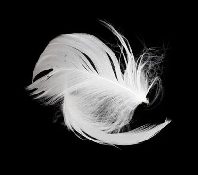 White feather isolated on white background Stock Photos