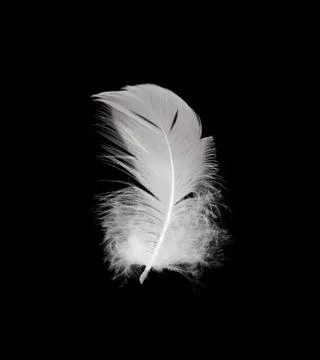 White feather isolated on white background Stock Photos