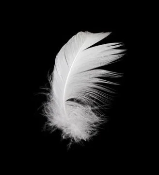 White feather isolated on white background Stock Photos