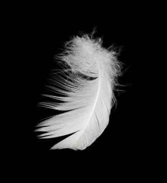 White feather isolated on white background Stock Photos
