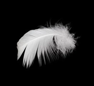 White feather isolated on white background Stock Photos