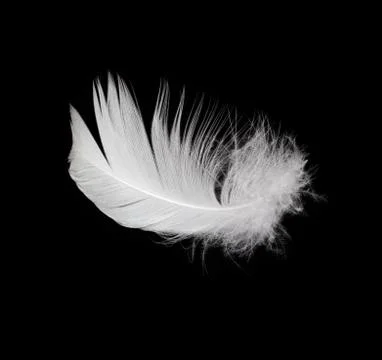 White feather isolated on white background Stock Photos