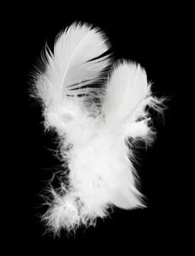 White feather isolated on white background Stock Photos