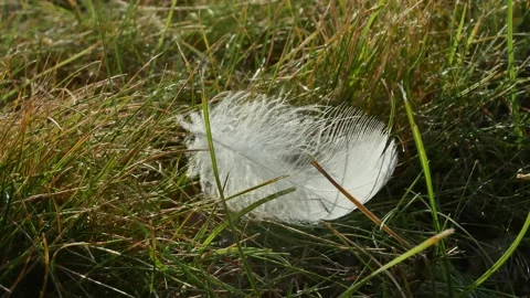 White feather on the lawn Stock-Footage 201917355