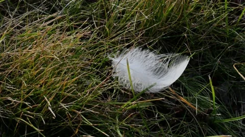 White feather on the lawn Stock Footage