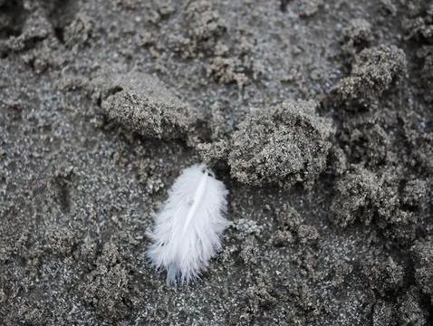 White feather laying on a sandy beach Stock Photos