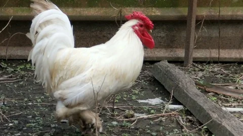 White feather legged chicken looking for food Stock Footage 102090680