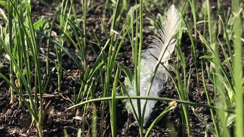 A white feather lies on the ground after a fire. Frame symbolizing the rebirth Video stock 197384142