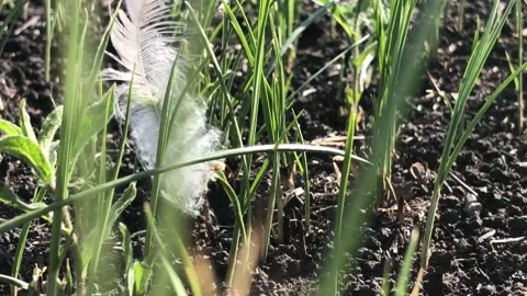 A white feather lies on the ground after a fire. Frame symbolizing the rebirth Video stock 199094990