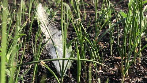 A white feather lies on the ground after a fire. Frame symbolizing the rebirth Video stock 203815915