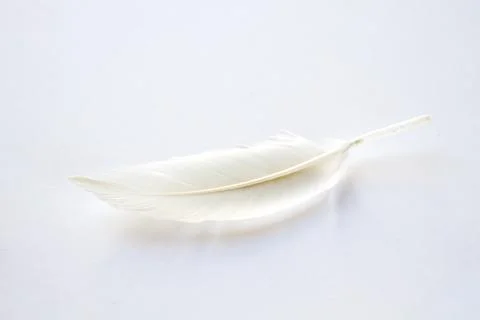 White feather on light background Stock Photos