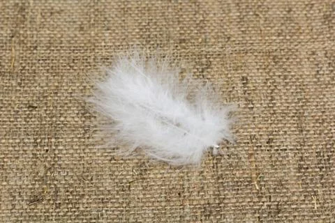 White feather lying on a sacking Fotos Stock
