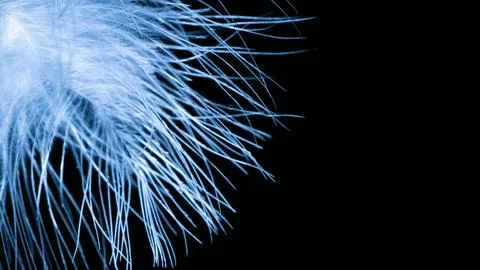 White Feather (Macro abstract) Stock Photos