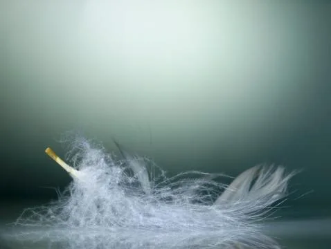 White feather with a mirror image. Stock Photos