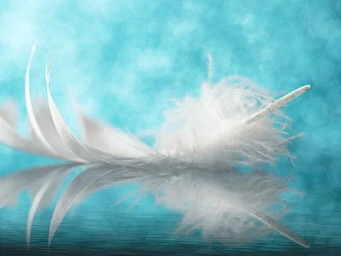 White feather on mirror with reflection, defocus light, bokeh, soft focus. Stock Photos