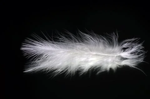 White feather in mirror reflection. Stock Photos