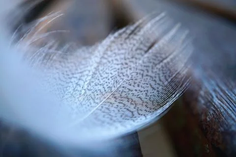 White feather in the nature Stock Photos