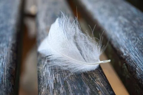 White feather in the nature Stock Photos