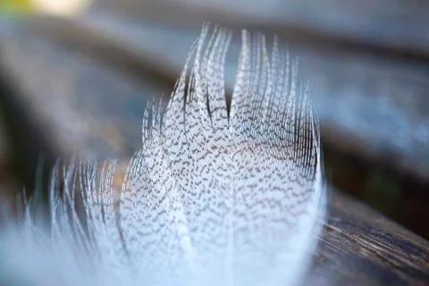 White feather in the nature Foto stock