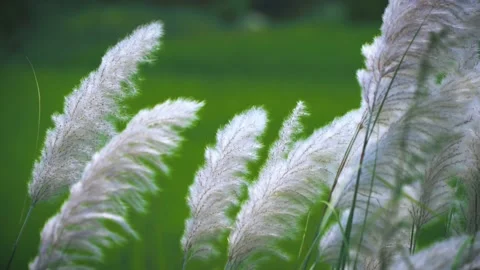 White Feather Pampas Grass Stock Footage 227387470
