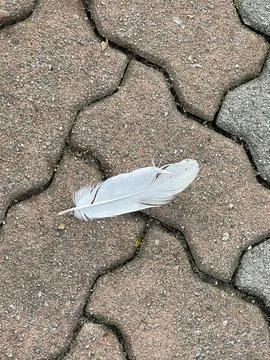White Feather on a Paved Ground Foto stock