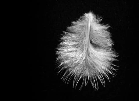 White feather Foto stock