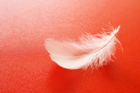 White feather Stock-Fotos