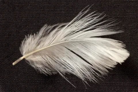 White feather Фото