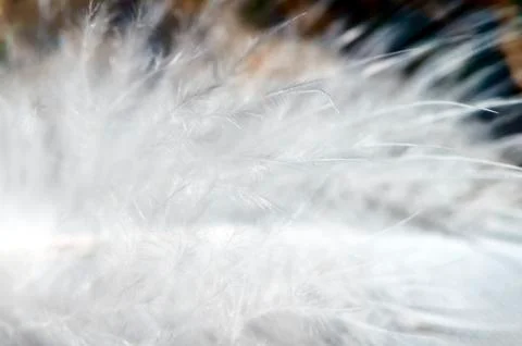 White feather Stock Photos