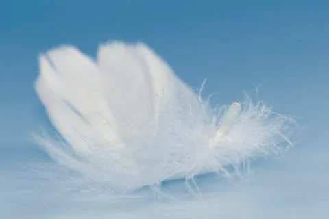 White feather Stock Photos