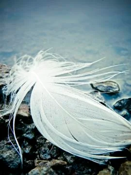 White feather Stock Photos