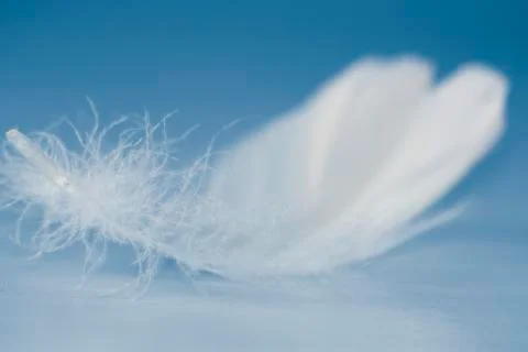 White feather Stock Photos
