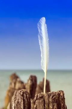 White feather Stock Photos