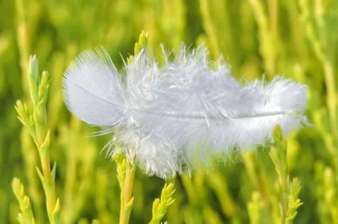White feather Stock Photos