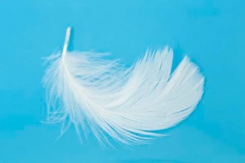 White feather Stock Photos